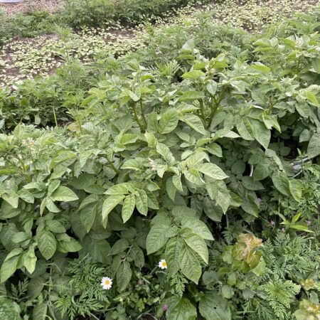 Potato Plants and Buckwheat Cover Crop